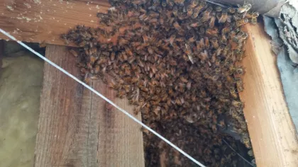 Bees live in colonies of 10s of thousands and eat less than one quarter inch to enter