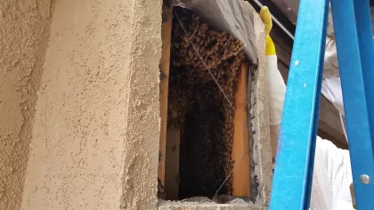 A stucco cut out was performed to access and remove the hive