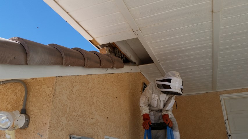 Bee hive in roof eaves Arizona