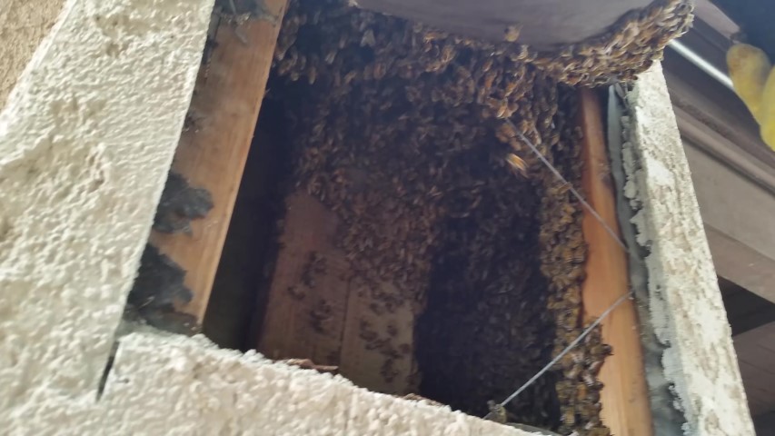 Honeycomb inside wall during bee removal