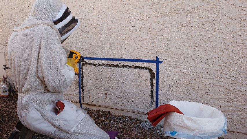Bee hive wall removal process Arizona
