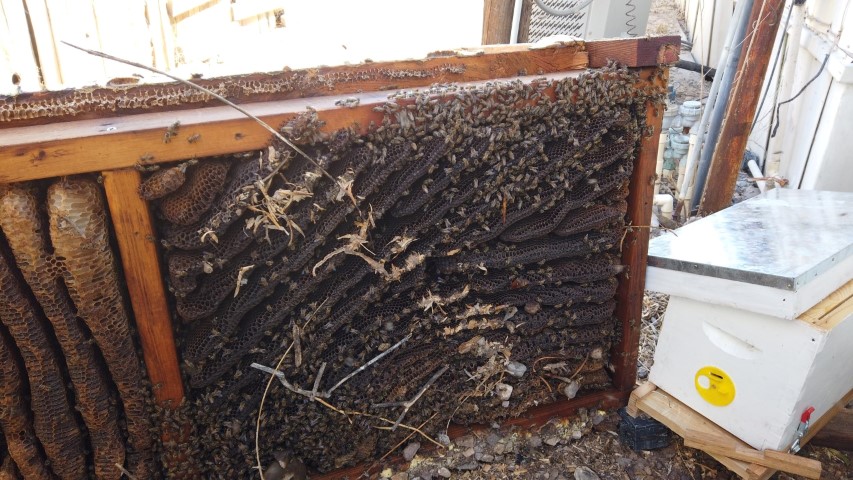 Live honey bee relocation
