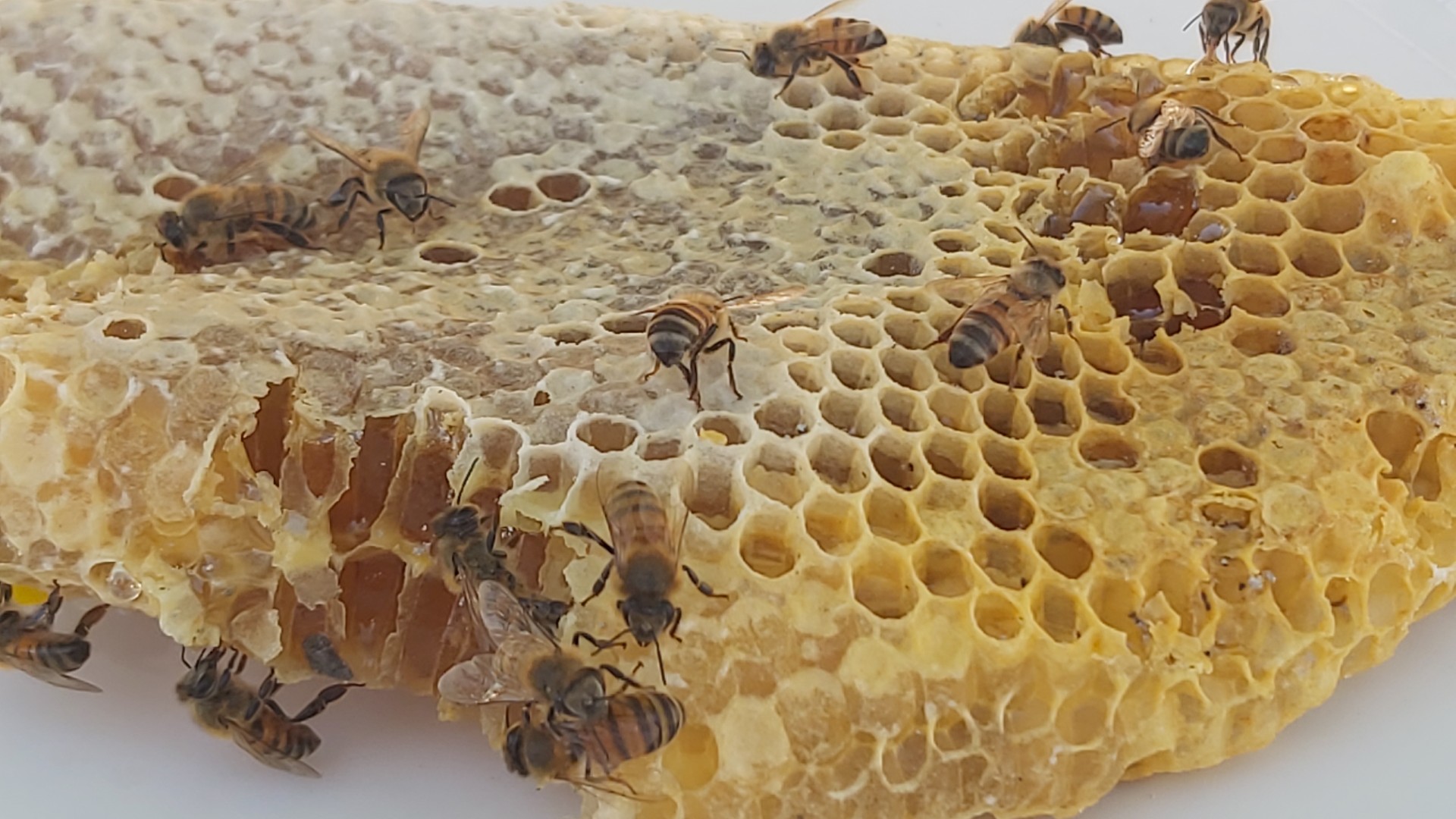 Honeycomb removal from wall Arizona