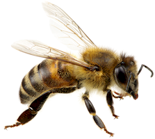 honeybee