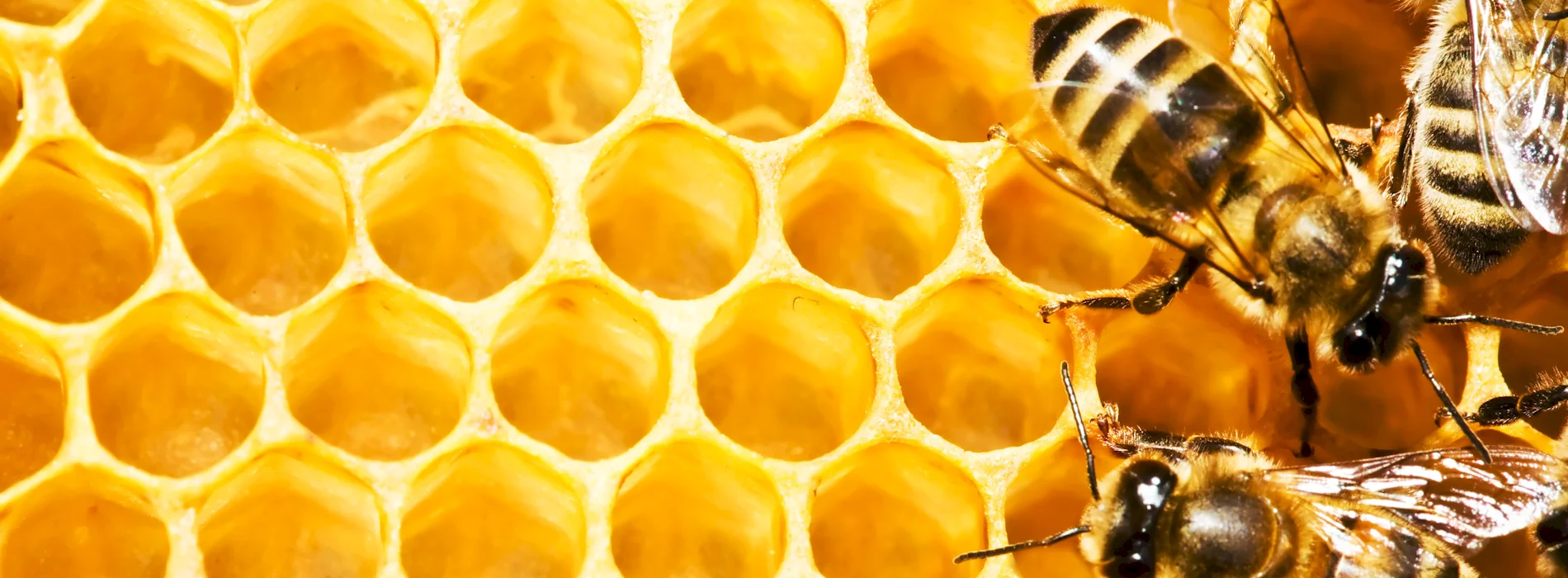 Image of Bees on Comb