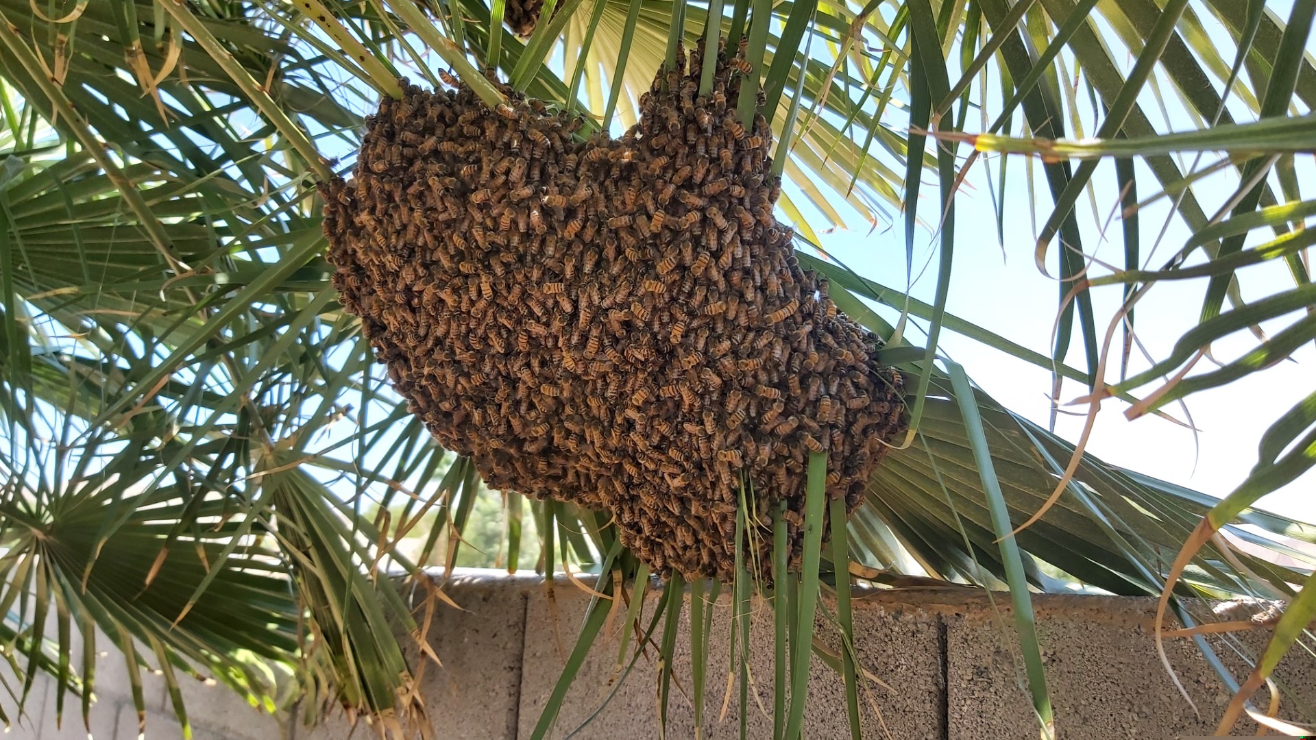 Bee swarm hanging from tree branch