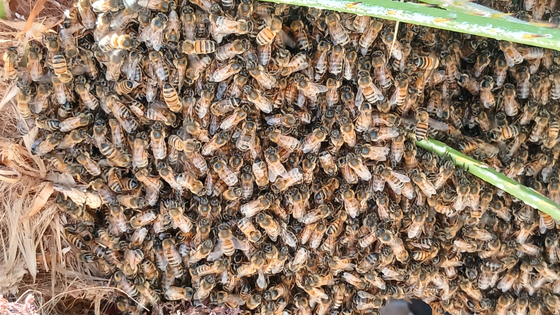 Honey bee swarm removal service