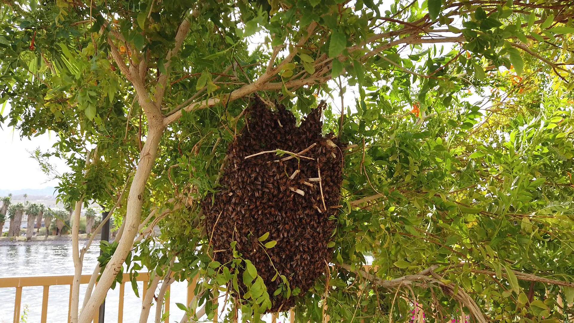 Bee swarm collected by beekeeper