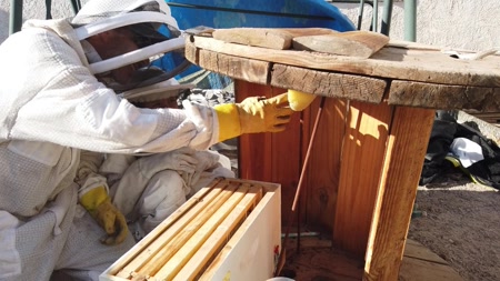 Bees removed from a customer's back yard